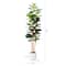 7ft. Fiddle Leaf Tree in Decorative White Planter